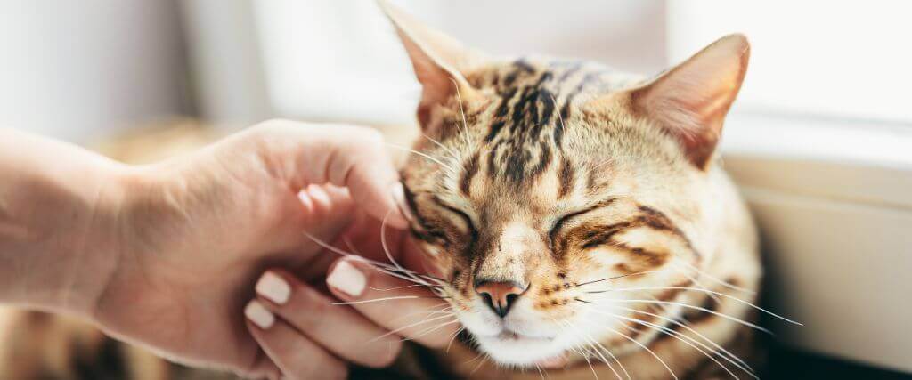 Understanding Blood Work & Lab Tests for Cats