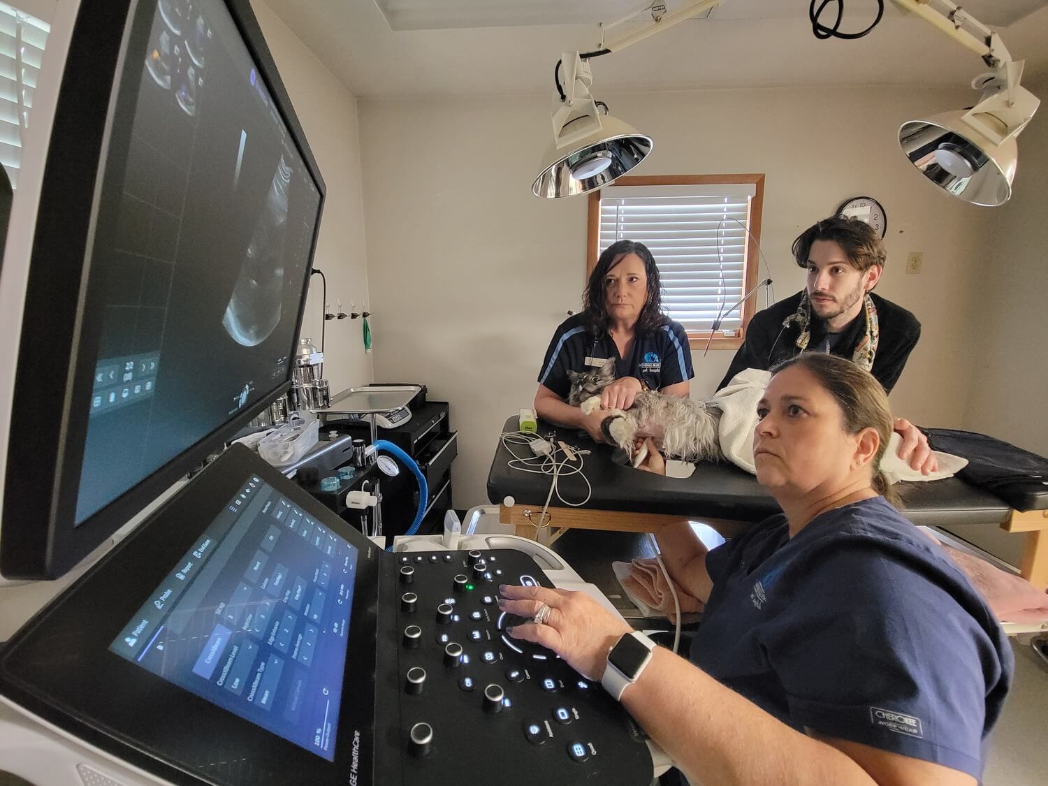 Cat Ultrasound 2