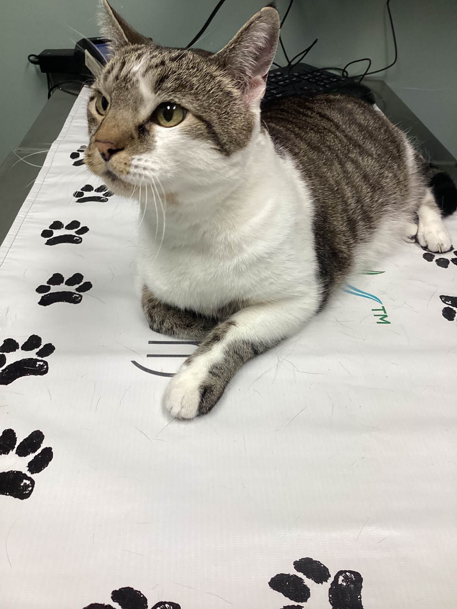 Cat Ultrasound 1
