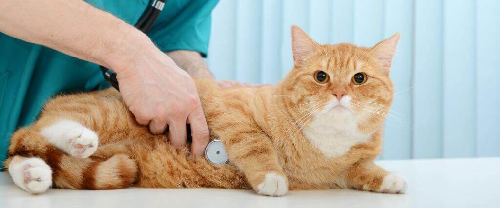 Annual Exams for Cats: Why They’re Just as Important as Dog Checkups