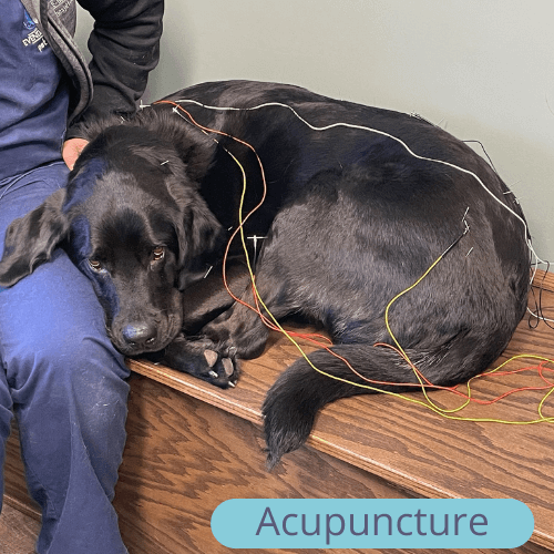 Dog Acupuncture 