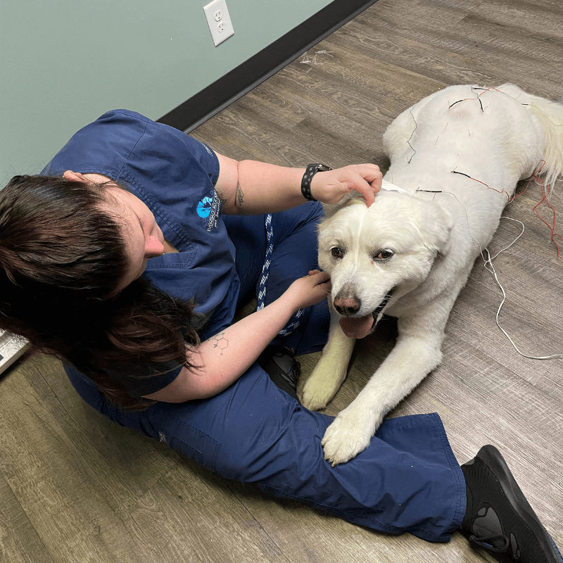 Acupuncture Dog Cincinnati