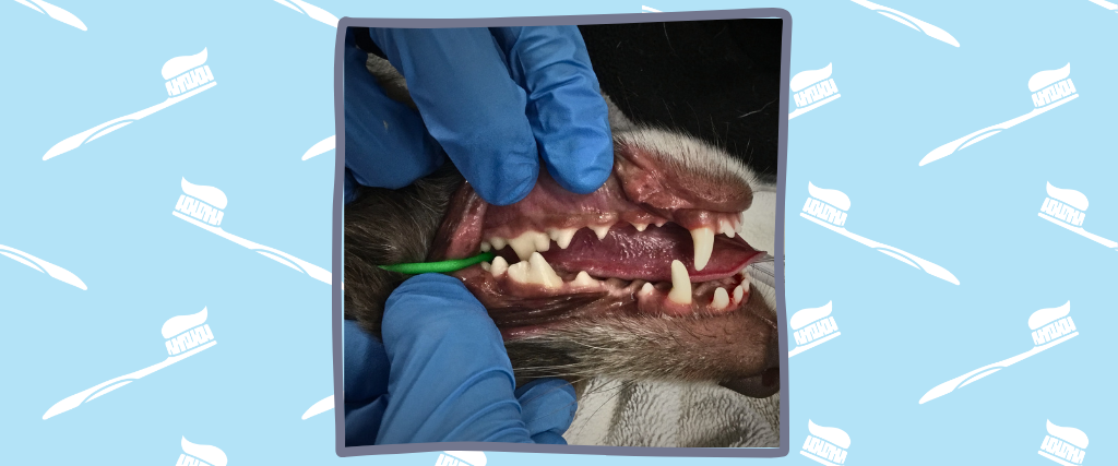 Dog dental care being done at Evendale-Blue Ash in Cincinnati