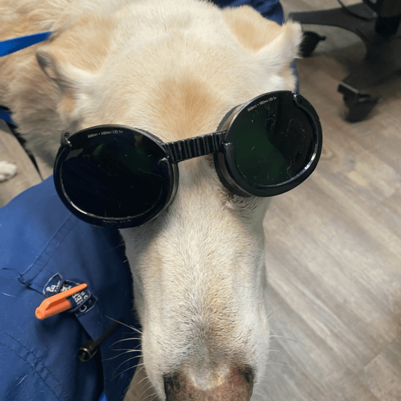 Laser Therapy Cincinnati Dogs