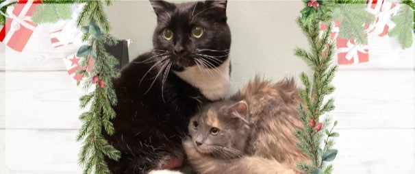Holiday cat and kitten