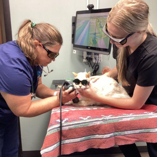 Cat Laser Therapy Cincinnati Ohio