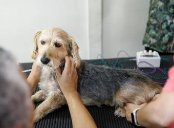 What is Veterinary Acupuncture?