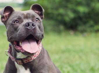 New Year, Healthy Pets: Your 2026 Resolutions for Outstanding Pet Health