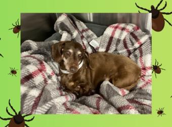 Lyme Disease Prevention