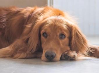 Xylitol: Deadly Sweetener For Dogs