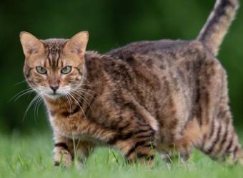 How Hot Is Too Hot for Cats? Your Guide to Caring for Outdoor Cats as Temperatures Rise