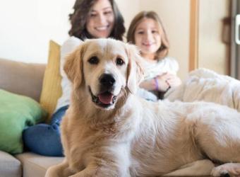 Holistic Veterinary Care 101: Why More Pet Owners Are Choosing Natural Pet Care Approaches