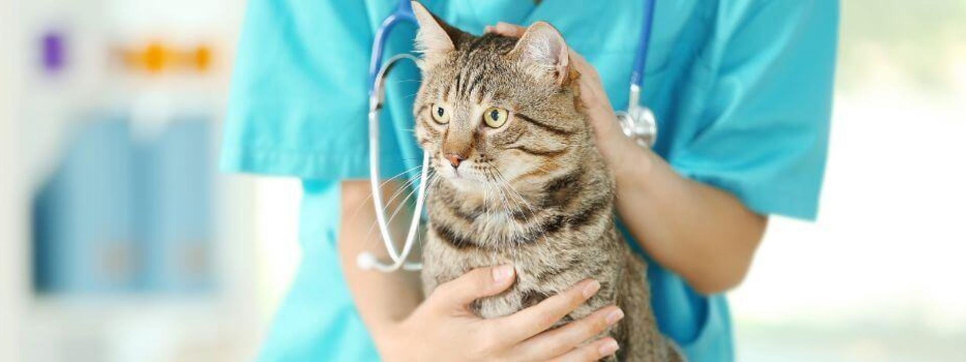 Cat bloodwork. Wellness Exam. Evandale Blue Ash