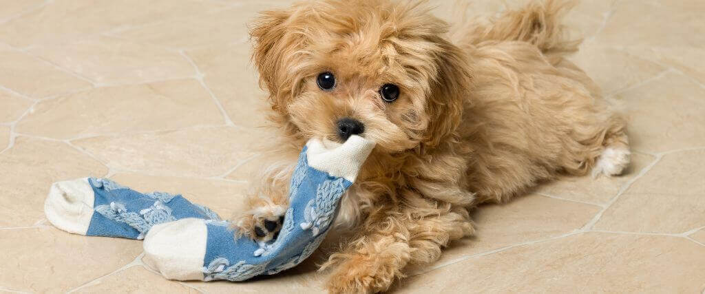Puppy Blues Are A Real Thing. Here’s How to Handle Them.